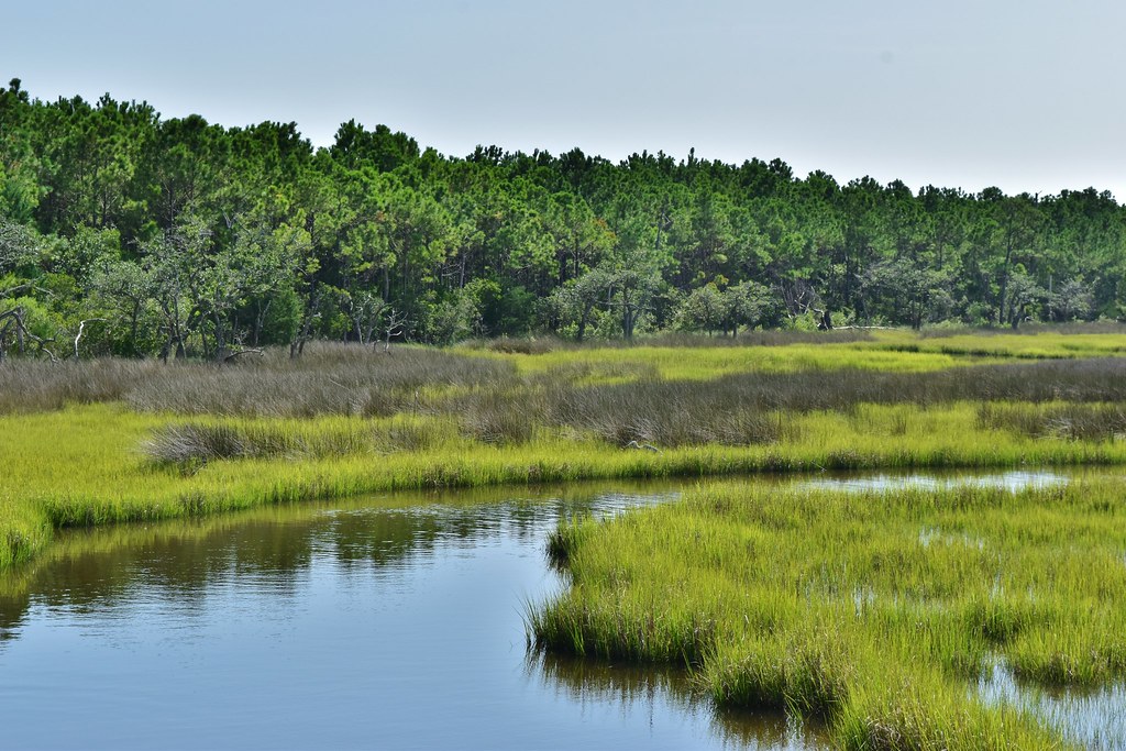 Cedar Point Tideland, North Carolina (photo: NC Wetlands)