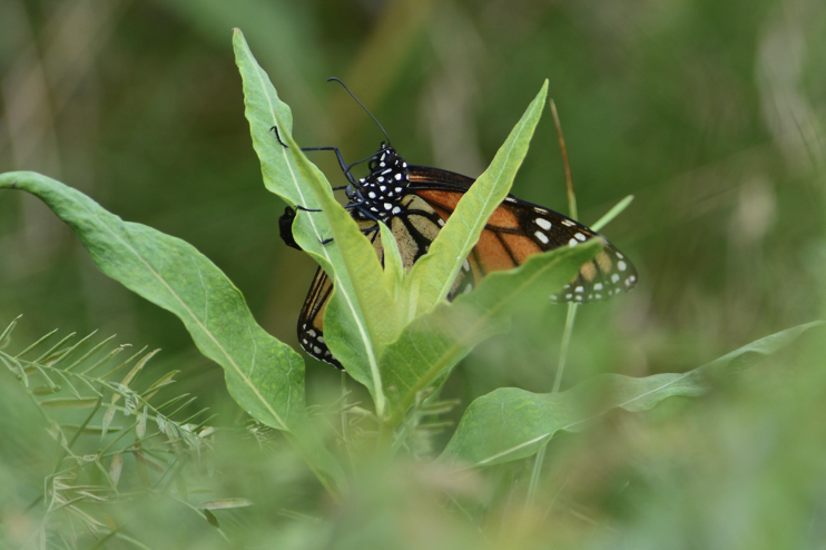 Ovipositing monarch butterfly (photo: Rachael Bonoan)